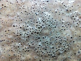 Фото 2 к комментарию