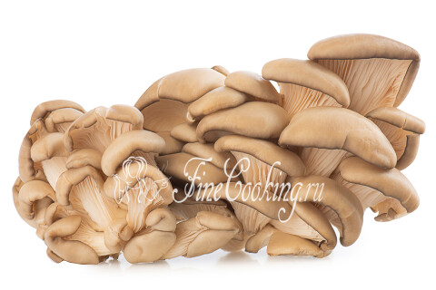 Вешенки